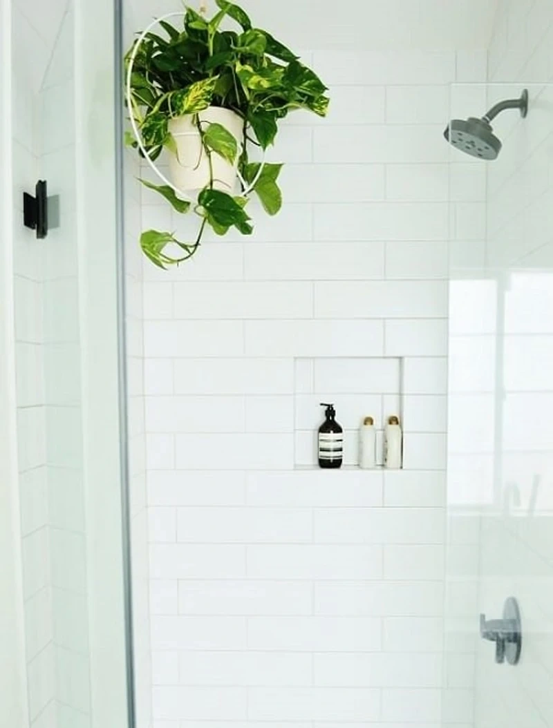 6 loại cây hút ẩm tốt thích hợp để trồng trong phòng tắm - 2 6 loại cây hút ẩm tốt thích hợp để trồng trong phòng tắm - 2