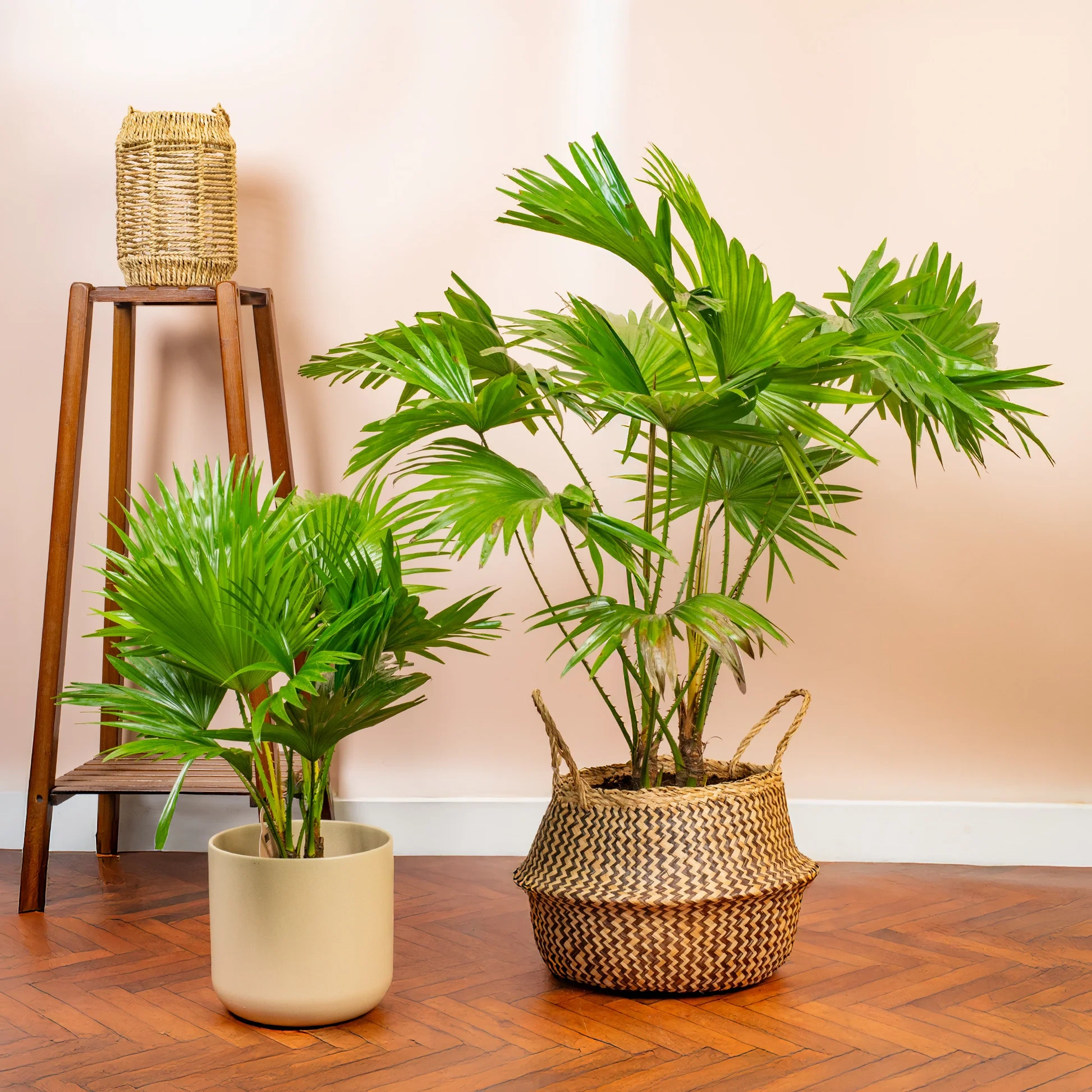 5 loại cây cảnh đẹp nhưng khó chiều, người mua nên cân nhắc kỹ  - 3