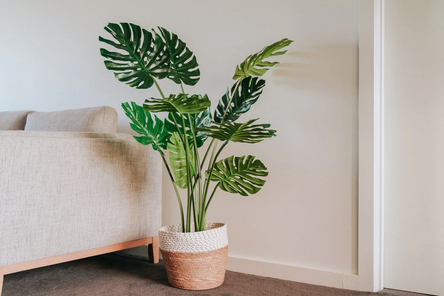 5 loại cây trồng trong nhà giúp giảm căng thẳng  - 2