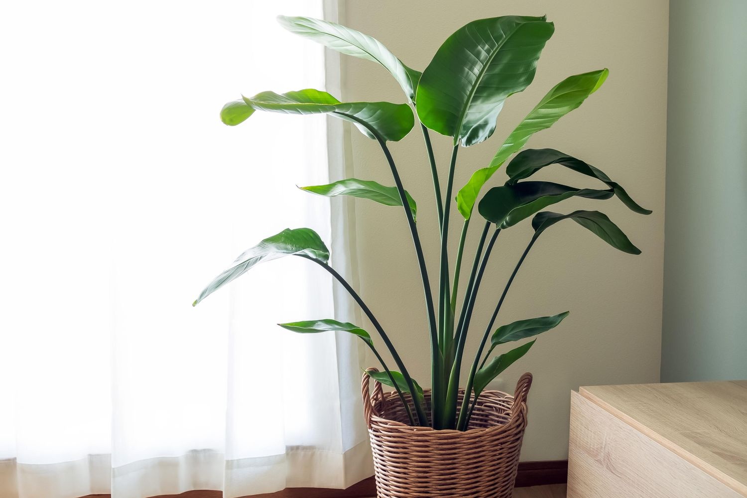 5 loại cây cảnh đẹp nhưng khó chiều, người mua nên cân nhắc kỹ  - 4