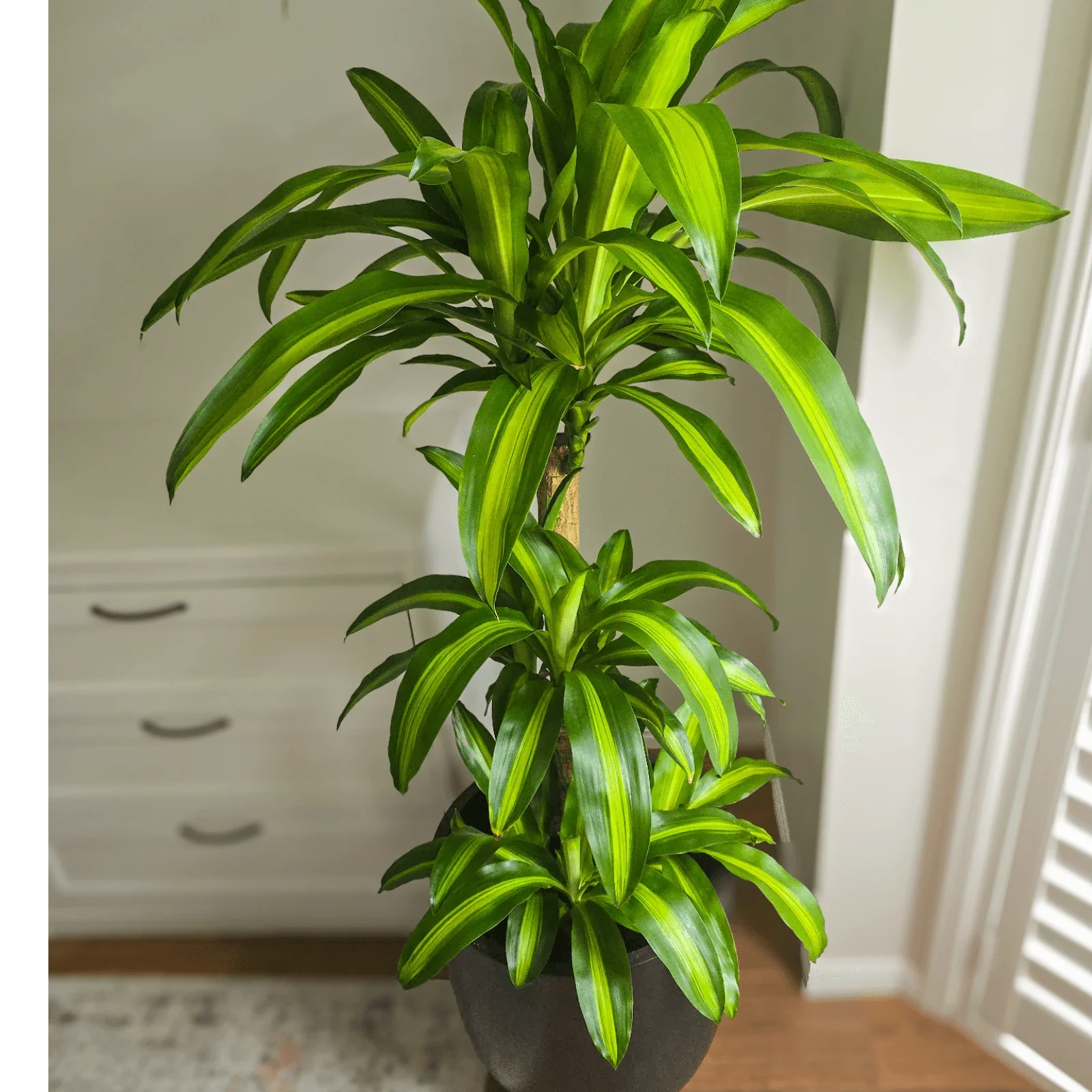 5 loại cây trồng trong nhà giúp giảm căng thẳng  - 1