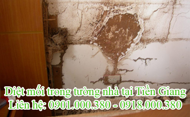 Dịch vụ diệt mối trong tường nhà tại Tiền Giang chuyên nghiệp.